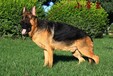纯种德国牧羊犬德国黑背赛系德牧幼犬出售3个月大德牧犬