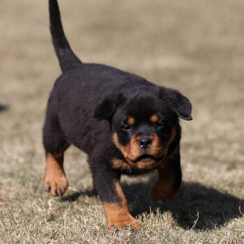 北京哪里卖纯种罗威纳幼犬罗威纳犬价格大骨架罗威纳犬