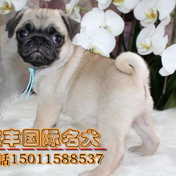北京哪卖巴哥幼犬纯种巴哥犬养殖基地巴哥
