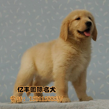 北京哪里卖纯种金毛犬幼犬北京金毛多少钱一只纯种金毛幼犬出售