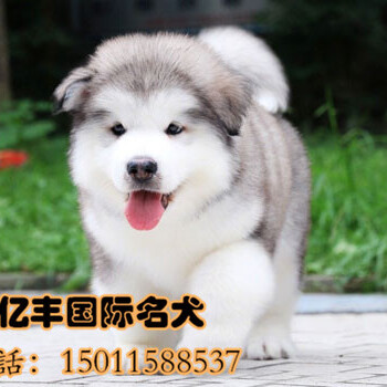 北京哪里有阿拉斯加幼犬纯种阿拉斯加幼犬出售可送货