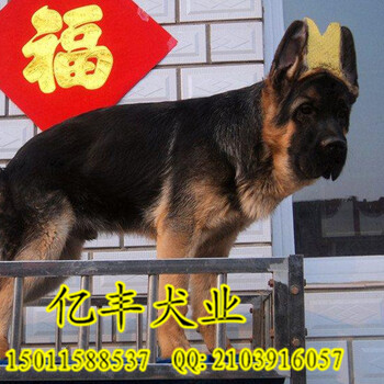 北京通州哪里有卖德国牧羊犬双血统纯种德牧幼犬出售