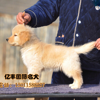 北京出售金毛宝宝纯种金毛幼犬出售亿丰犬舍