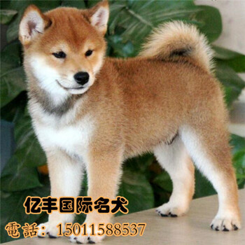 北京昌平哪里有柴犬纯种柴犬幼犬一只多少钱