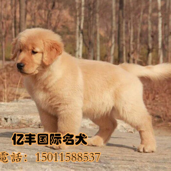 北京纯种金毛犬多少钱一只？纯种金毛幼犬亿丰犬舍
