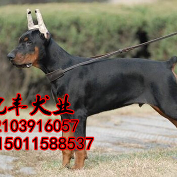 北京通州哪里有卖纯种杜宾犬杜宾犬多少钱杜宾犬图片