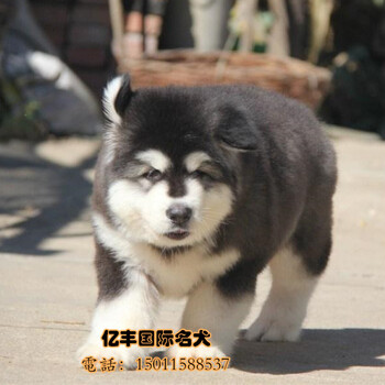 北京哪里有卖纯种阿拉斯加幼犬纯种巨熊版阿拉斯加