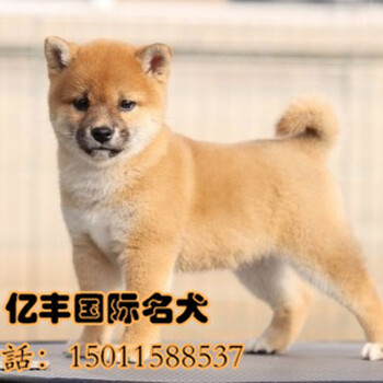 北京日系柴犬多少钱纯种柴犬价格可送货