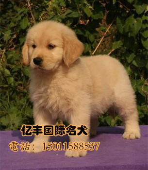 北京出售纯种金毛黄金猎犬金毛寻回犬品质签协议