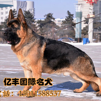 北京锤系德牧纯种德牧价格亿丰犬舍