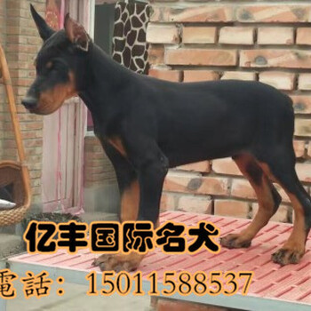 出售纯种杜宾纯种杜宾幼犬出售亿丰犬舍