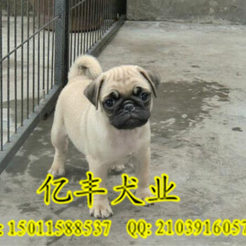 北京哪里出售纯种巴哥犬幼犬北京巴哥犬多少钱一只