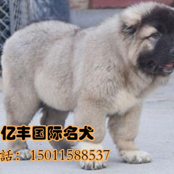 北京房山高加索幼犬多少钱一只高加索哪里有亿丰犬舍