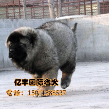北京哪里卖纯种高加索多少钱一只猛犬高加索图片