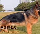 大头德牧犬锤系德牧价格