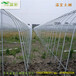 汕头蔬菜大棚-汕尾温室大棚-陆丰大棚种植