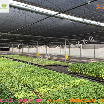广州温室蔬菜大棚/蔬菜大棚厂家批发/薄膜温室大棚