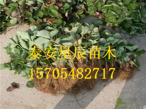上海法兰地草莓苗草莓苗格