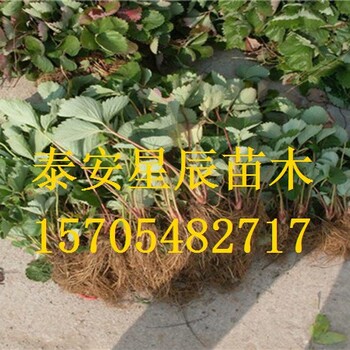北京天仙醉草莓苗草莓苗價格走勢