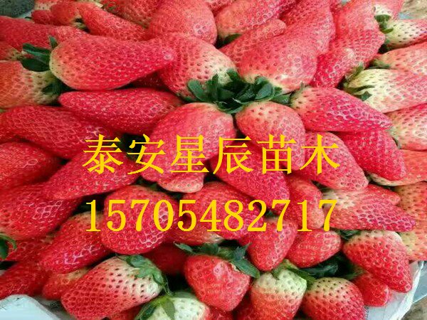 上海塞娃草莓苗草莓苗怎么