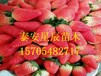 上海牛奶草莓苗简介