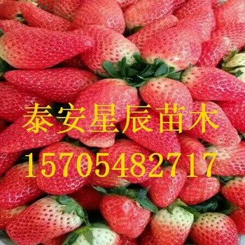 北京红宝石草莓苗草莓苗什么时间种好