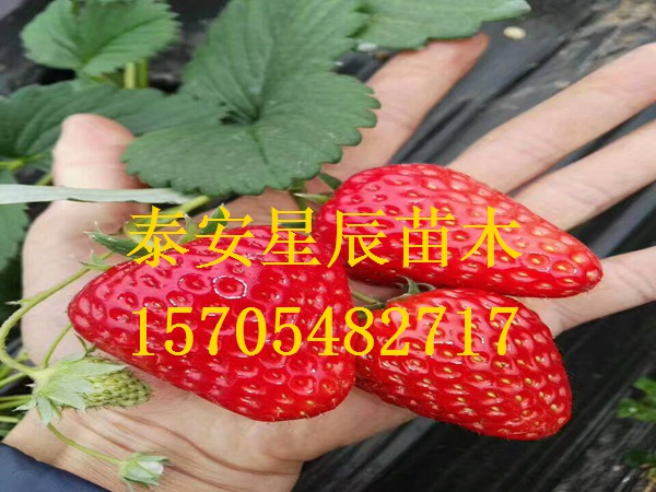 上海达娜草莓苗牛奶草莓苗图片