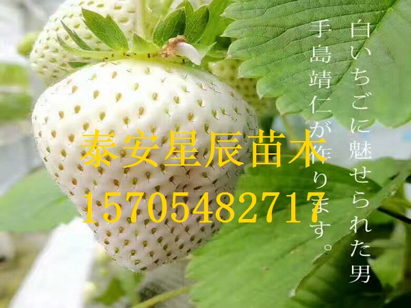 天津宁玉草莓苗草莓苗多少钱