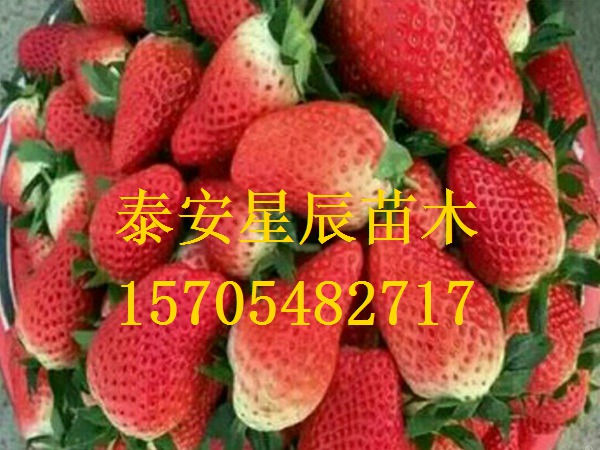 北京草莓王子草莓苗能签合同的草莓苗厂家