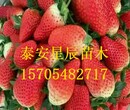 天津幸香草莓苗草莓苗栽培技术