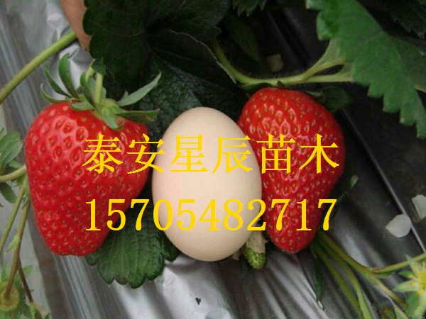 上海丰香草莓苗草莓苗