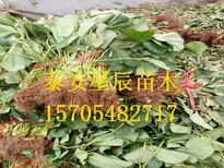 北京美德莱特草莓苗一亩栽植多少棵图片0