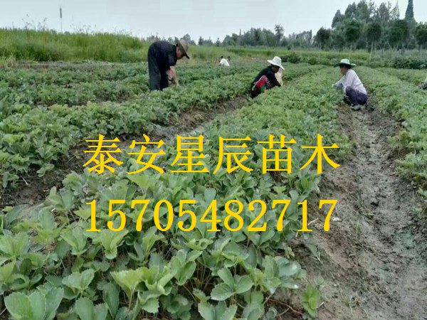 天津白草莓苗种植技术