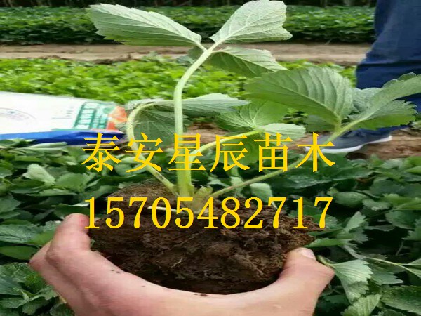 北京京泉香草莓苗千亩草莓苗基地