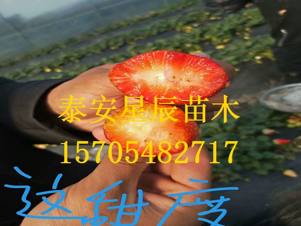 天津美六草莓苗草莓苗怎么种植和浇水