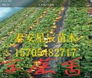 北京甜查理草莓苗亩产量最高的草莓苗