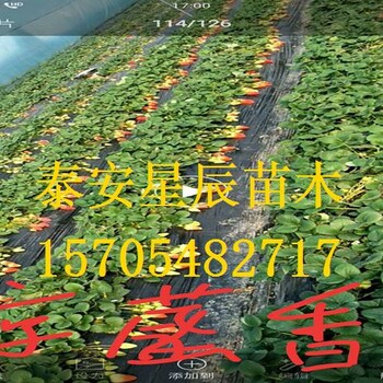 北京京泉香草莓苗千亩草莓苗基地