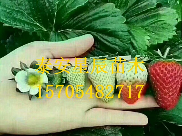 上海达娜草莓苗牛奶草莓苗图片