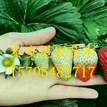 上海晶玉草莓苗草莓苗出售多少钱一斤