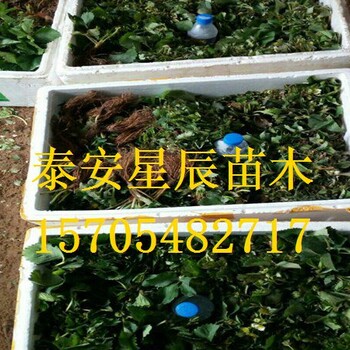 上海美德莱特草莓苗草莓苗怎么修剪