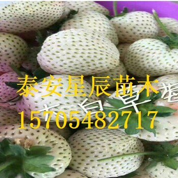 北京草莓王子草莓苗能签合同的草莓苗厂家