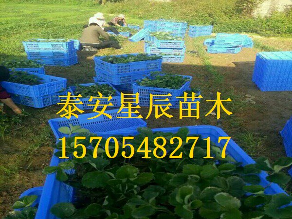 上海章姬草莓苗高产量高收入的草莓苗