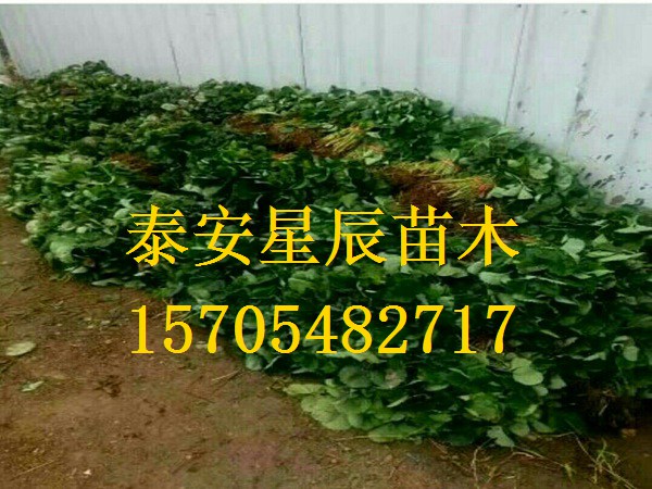 天津红颜草莓苗专卖