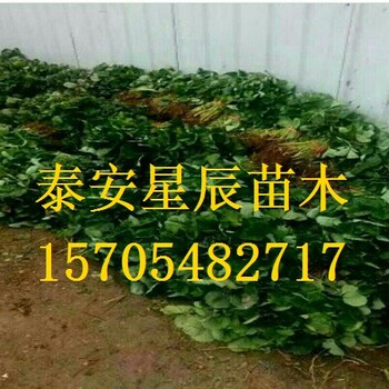 天津佐贺清香草莓苗果子贵的草莓苗品种