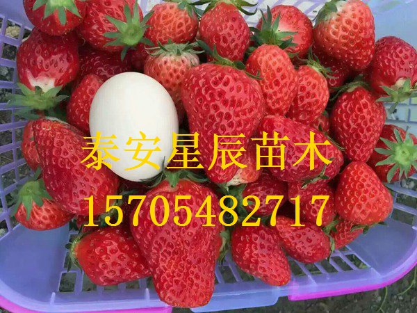 天津美六草莓苗草莓苗怎么种植和浇水