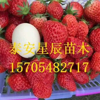 上海全草莓苗牛奶草莓苗图片