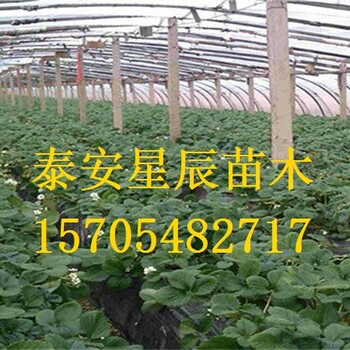 上海美十三草莓苗适合山东省种的草莓苗品种
