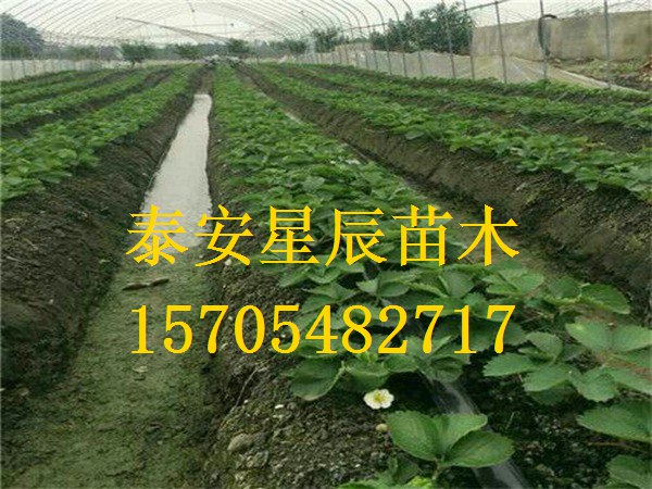 上海明旭草莓苗云南省种的草莓苗品种