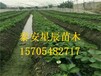 天津春旭草莓苗最适合四川省种的草莓苗品种