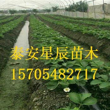 天津丰香草莓苗草莓苗什么时间种好